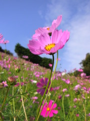 秋桜