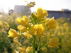 RIMG0479
