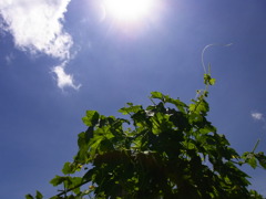 暑く眩しく
