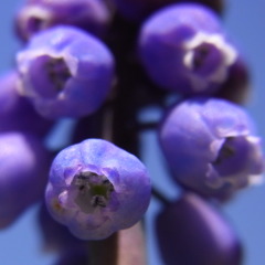ムスカリ（再撮影）　その４