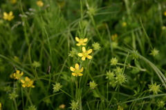 小さな花