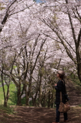 桜の中のキミ