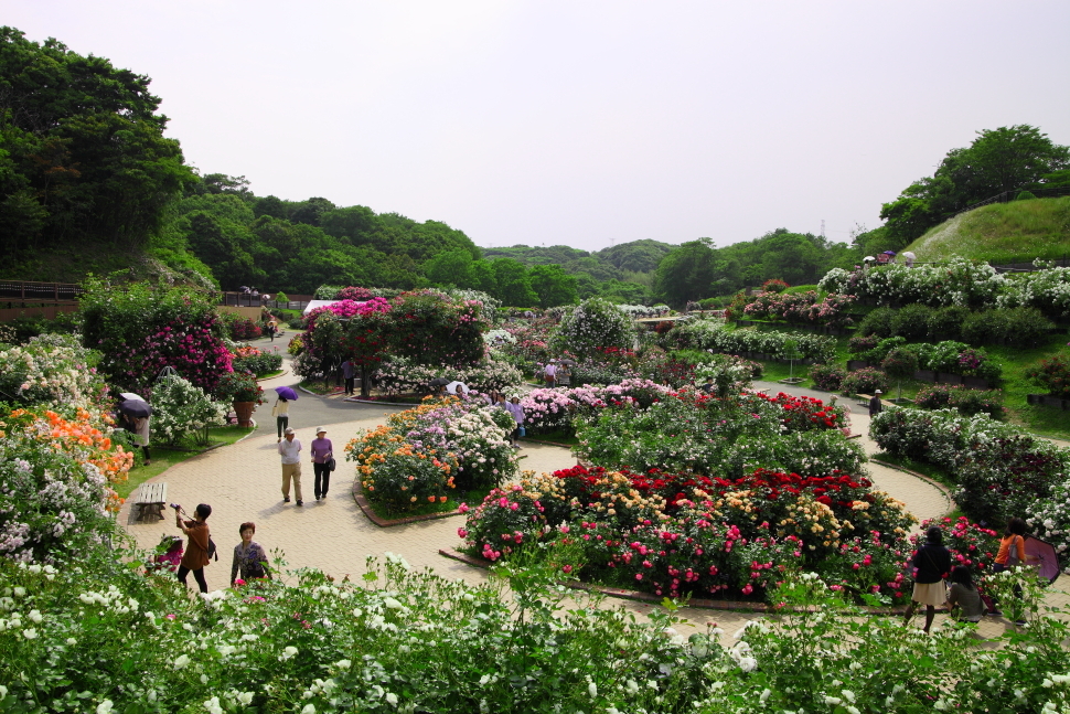 ひびきのグリーンパークバラ園