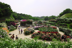 ひびきのグリーンパークバラ園