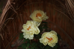 Winter peony