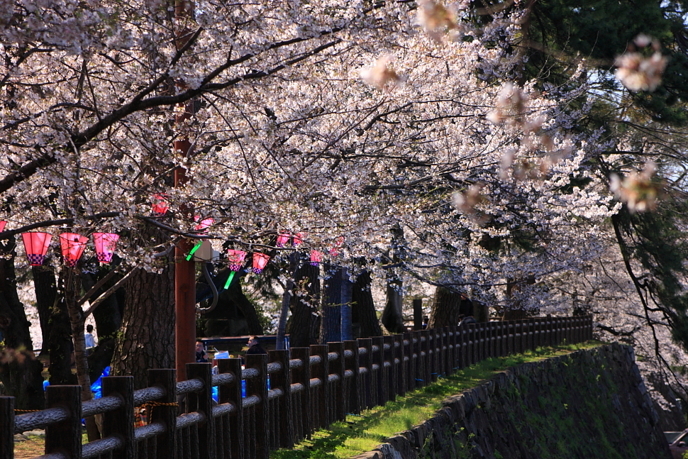 桜祭り