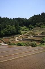 浮羽棚田３