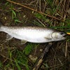 淡水魚