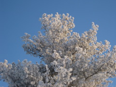 雪桜