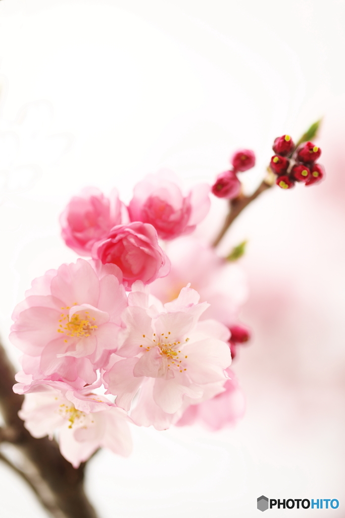 桜飾り