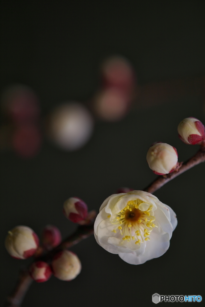 花灯り