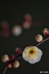 花灯り
