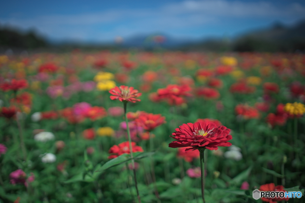 彩りの花畑