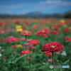 彩りの花畑