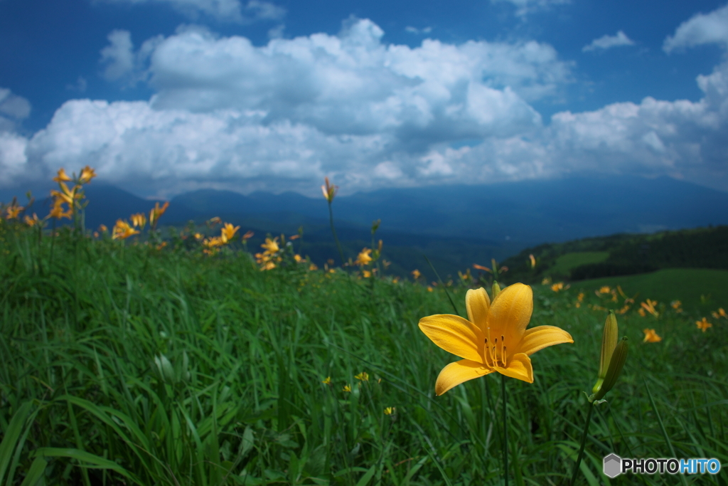 夏山の情景