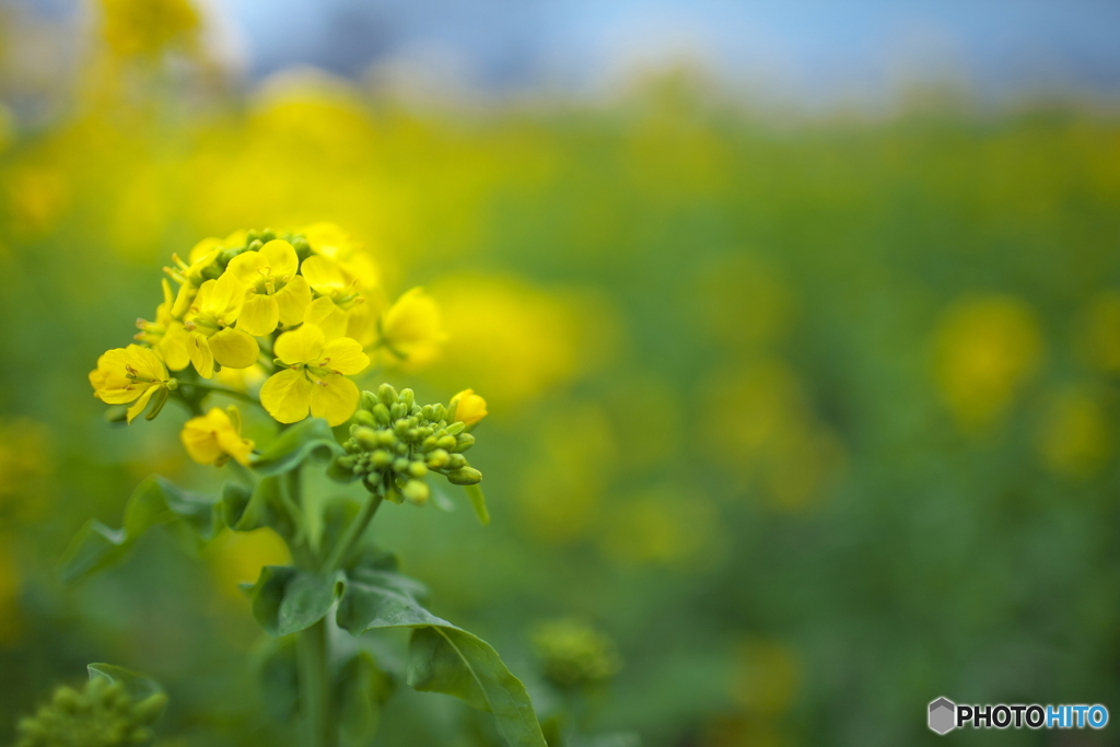 満開ではないけれど...