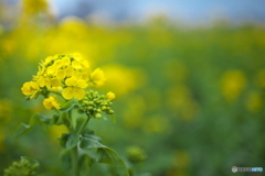 満開ではないけれど...