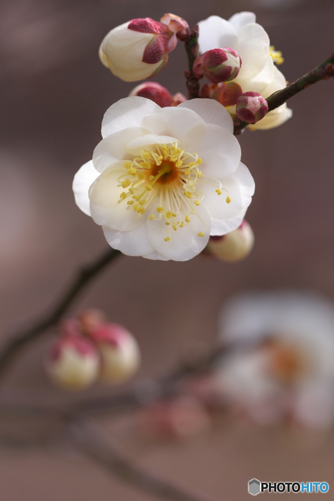 春めいて