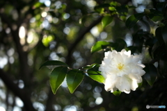 晩秋の白い花