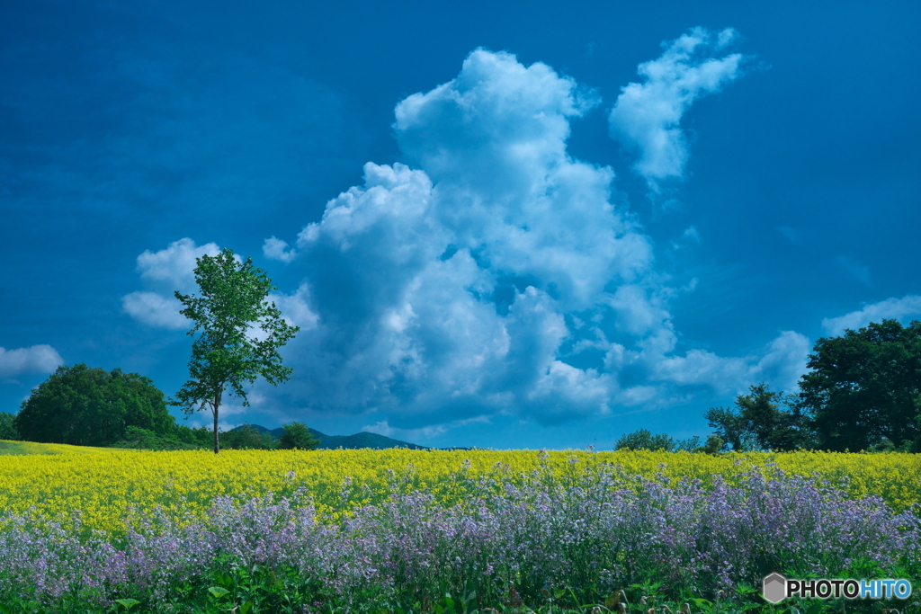 夏の雲 by ブルホーン （ID：13519096） - 写真共有サイト:PHOTOHITO