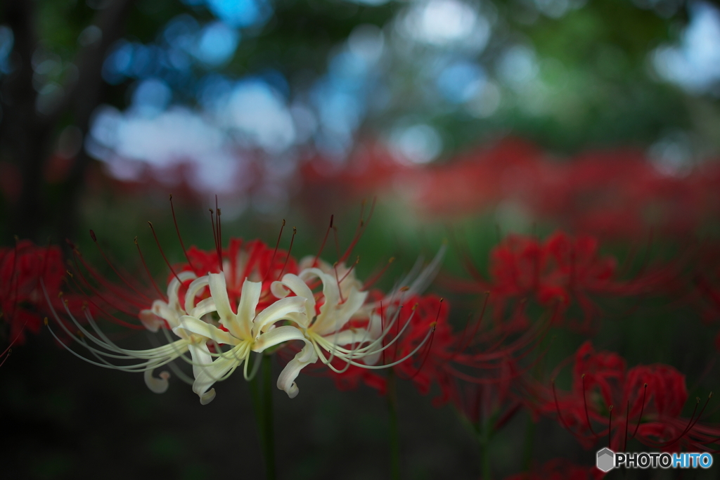 赤い花に囲まれて...