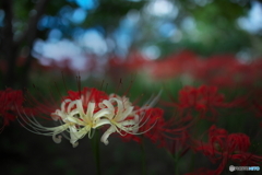 赤い花に囲まれて...