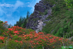 高原ツツジ 山を望む