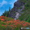 高原ツツジ 山を望む