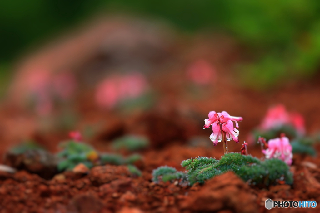 高嶺の花