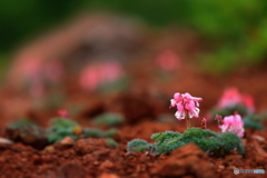 高嶺の花