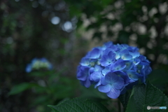 初夏を迎えて