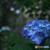 初夏を迎えて