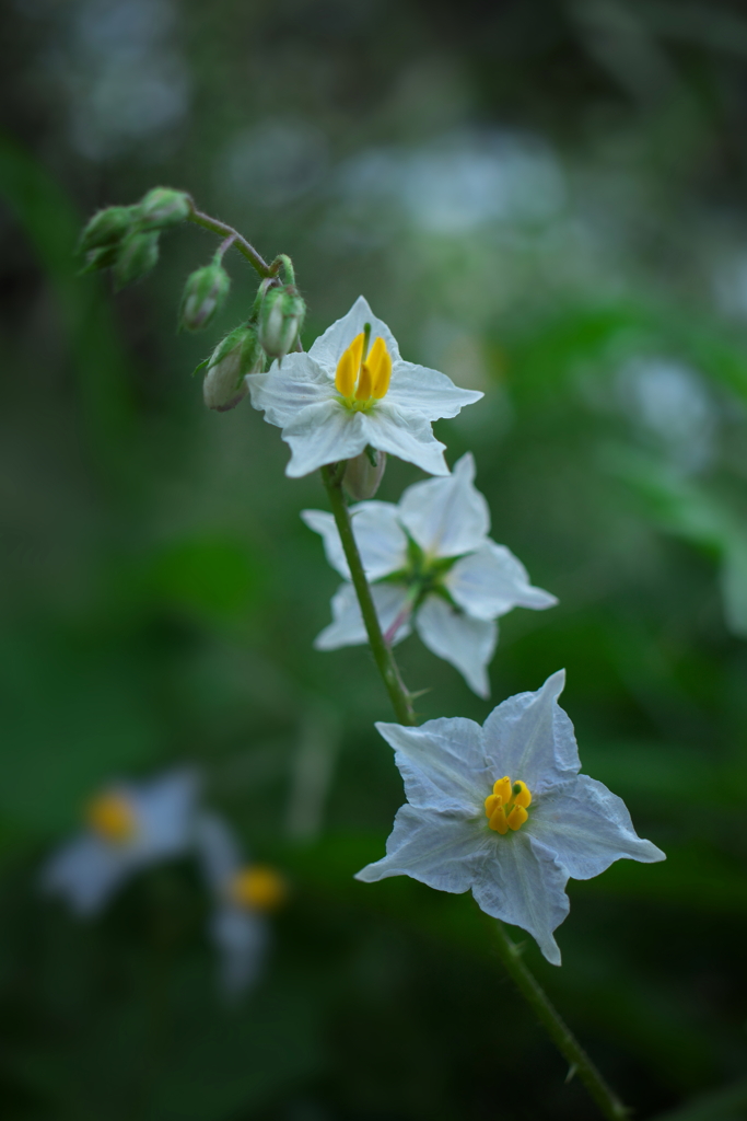 花は可愛いけれど...