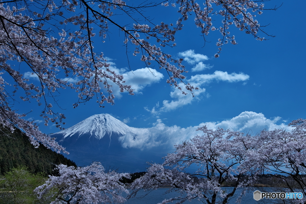 富士を望んで