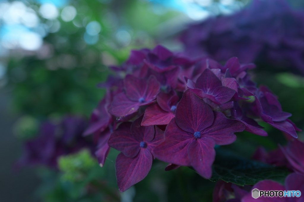 DEEP PURPLE