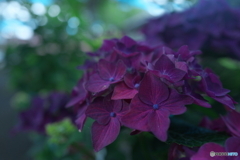DEEP PURPLE