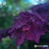 DEEP PURPLE