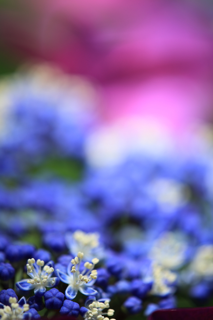 梅雨の合間は華やかに