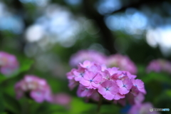 木漏れ日に包まれて