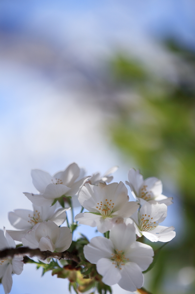 希望の桜