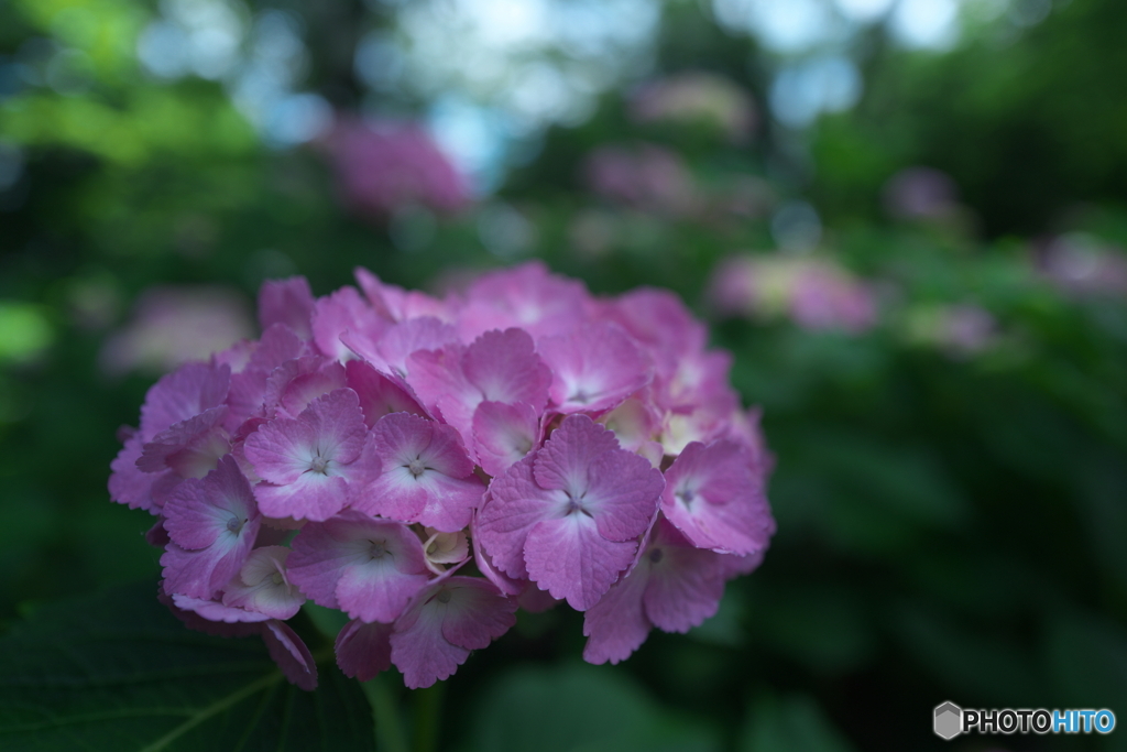 紫陽花ピンク