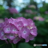 紫陽花ピンク