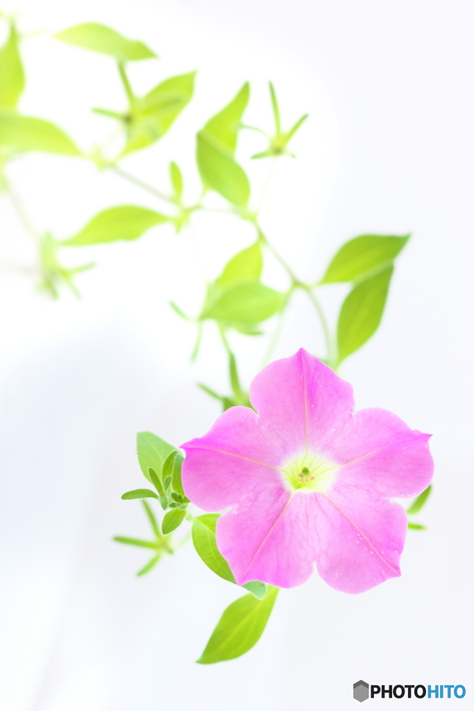 夏のしおり