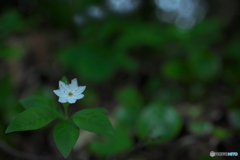 小さな白い花