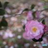 春色の中に
