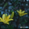 夢見る花