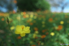 夢心地