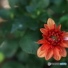 小さな開花