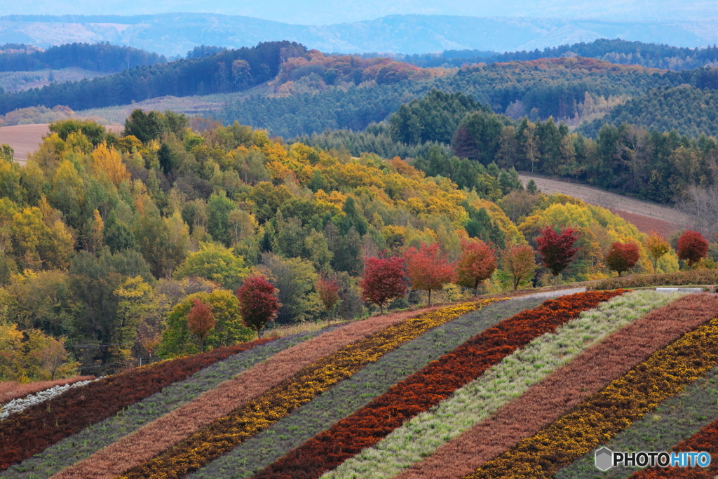 秋色ストライプ