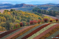秋色ストライプ